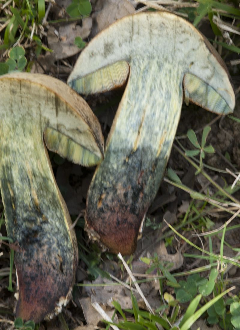 Altro boleto da determinare